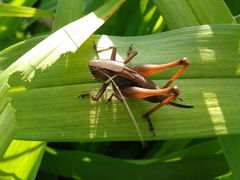 Eobiana engelhardti