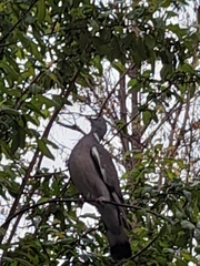 Columba palumbus palumbus