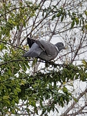 Columba palumbus palumbus