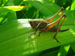 Eobiana engelhardti