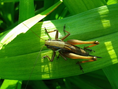 Eobiana engelhardti