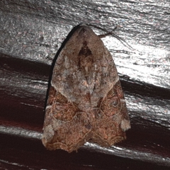 Gonodes liquida