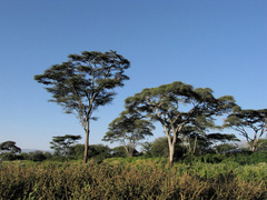 Vachellia tortilis