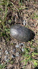 Kinosternon subrubrum