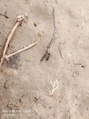Messor aciculatus