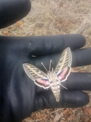 Hyles lineata