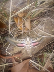 Hyles lineata