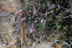Polygala rupestris