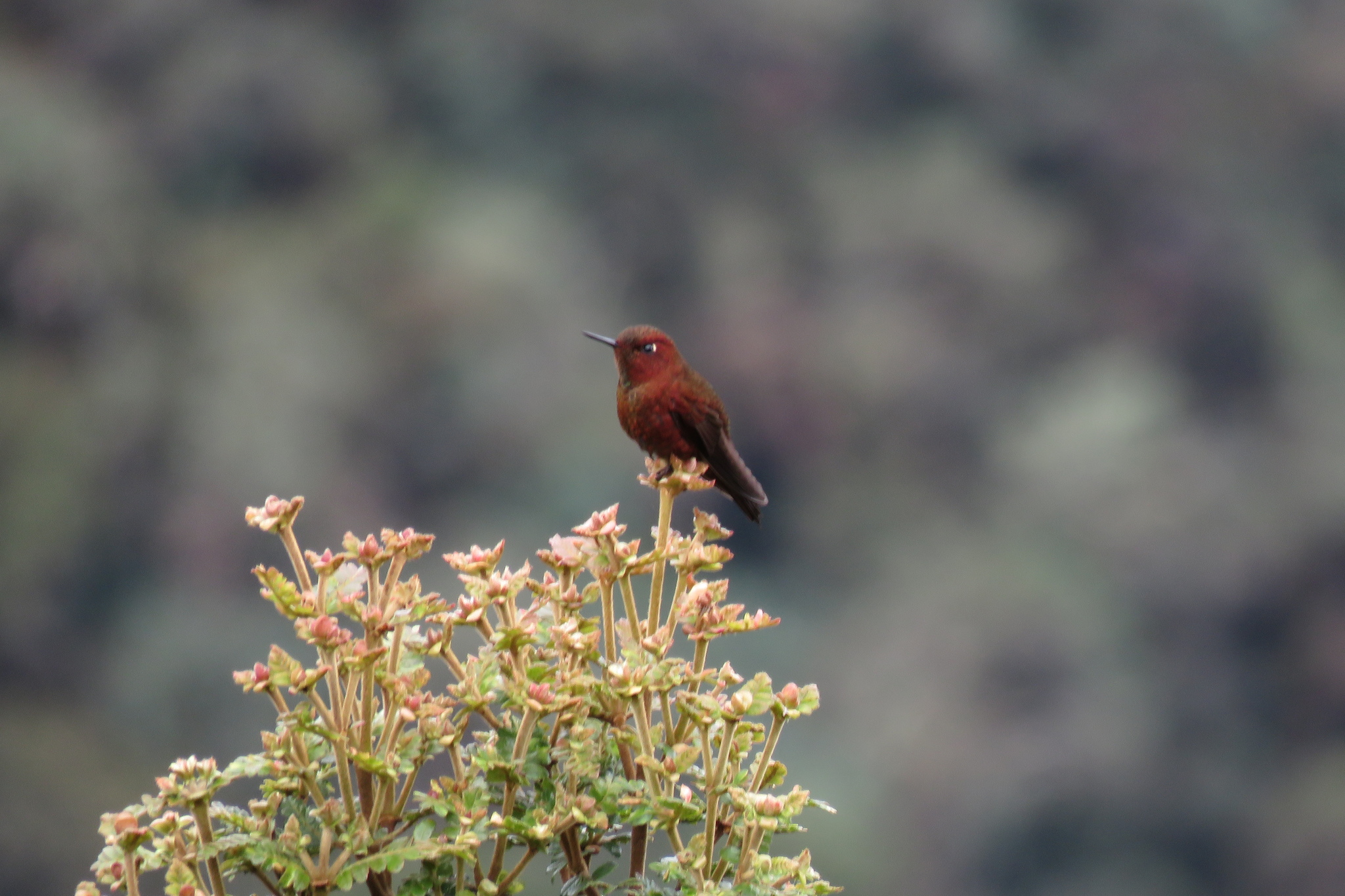 Coppery Metaltail (Metallura theresiae), photo 5