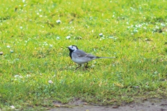 Motacilla alba