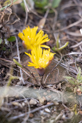 Lithops lesliei