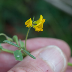 Medicago truncatula