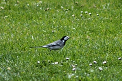 Motacilla alba
