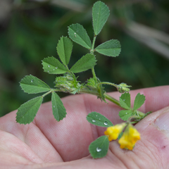 Medicago truncatula