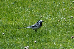 Motacilla alba