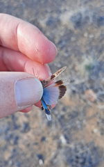 Oedipoda canariensis