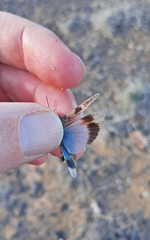 Oedipoda canariensis