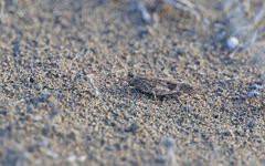 Oedipoda canariensis
