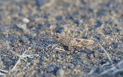 Oedipoda canariensis