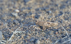 Oedipoda canariensis
