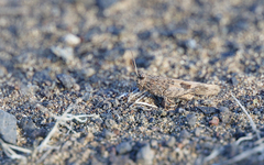 Oedipoda canariensis