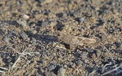 Oedipoda canariensis
