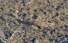 Oedipoda canariensis