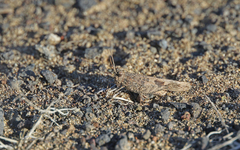 Oedipoda canariensis