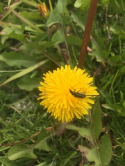 Astylus vittaticollis