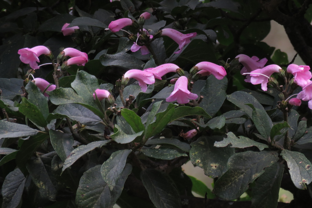Delostoma integrifolium, Chachapoyas, Perú
