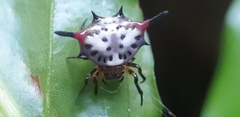Gasteracantha sanguinea