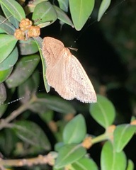 Psilaspilates signistriata