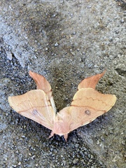 Cercophana venusta