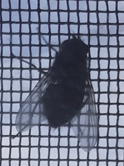 Calliphora vicina