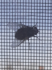Calliphora vicina