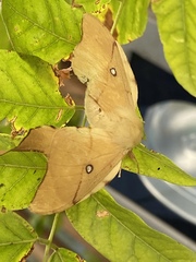 Cercophana venusta