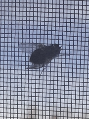 Calliphora vicina