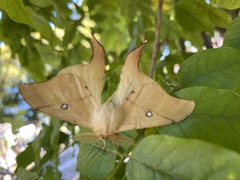 Cercophana venusta