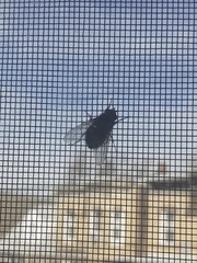 Calliphora vicina