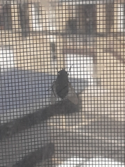 Calliphora vicina
