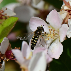 Eupeodes volucris