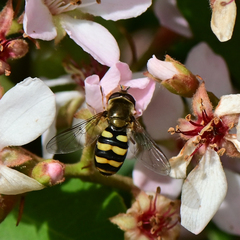 Eupeodes fumipennis