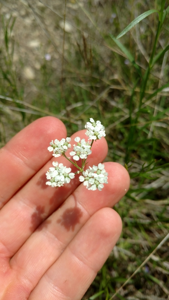 Atrema americanum; photograph Cleveland Powell, CC BY, iNaturalist via GBIF