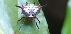 Gasteracantha sanguinea