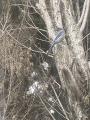 Aphelocoma californica