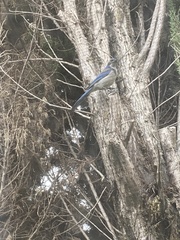 Aphelocoma californica