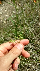 Cleveland Powell, CC BY, iNaturalist via GBIF Atrema americanum, photograph Cleveland Powell, CC BY, iNaturalist via GBIF