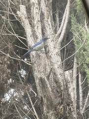 Aphelocoma californica