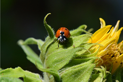 Coccinella septempunctata