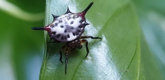 Gasteracantha sanguinea